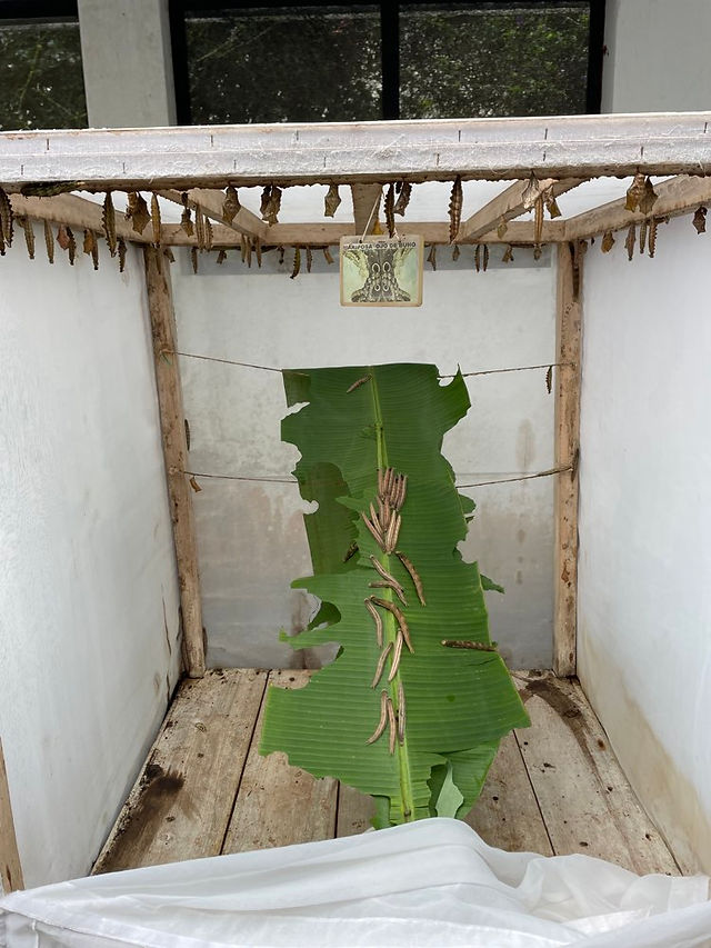 Raupen auf Bananenblatt im Zuchtkasten