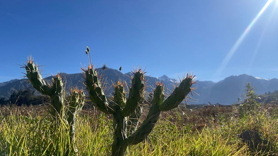 Kaktus vor Bergpanorama an sonnigem Tag