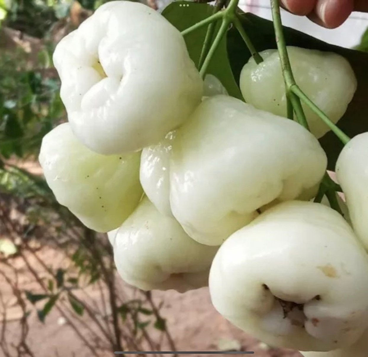 WHITE WAX APPLE