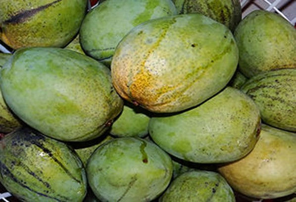 JULIETTE MANGO - Grafted Tree