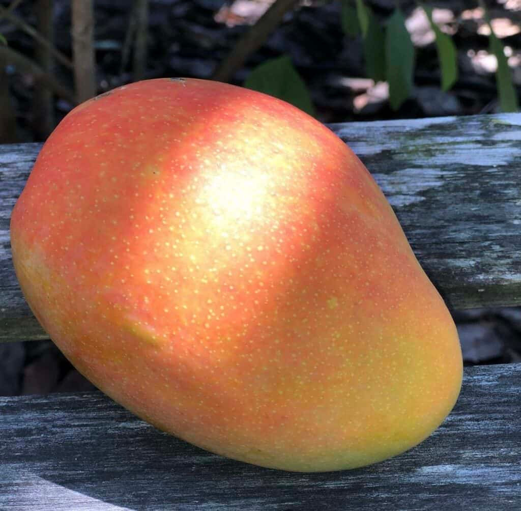 Angie Mango - Grafted Tree