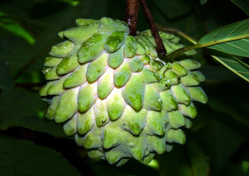 Atemoya Gefner | Tampa Tropical Asian