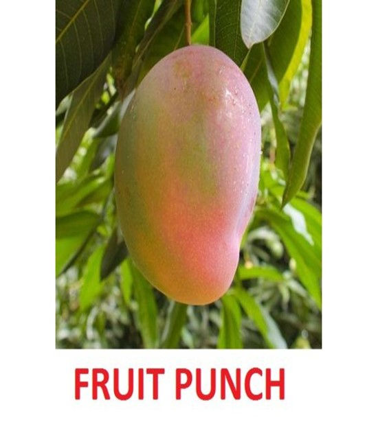 MANGOS Tampa Tropical Asian 3/4