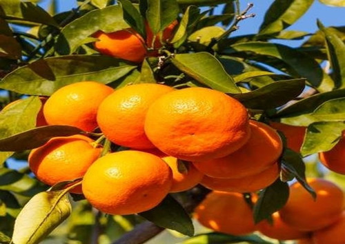 satsuma Satsuma Tangerine Tree in the Fruit Plants department at