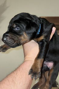 dobermann puppies