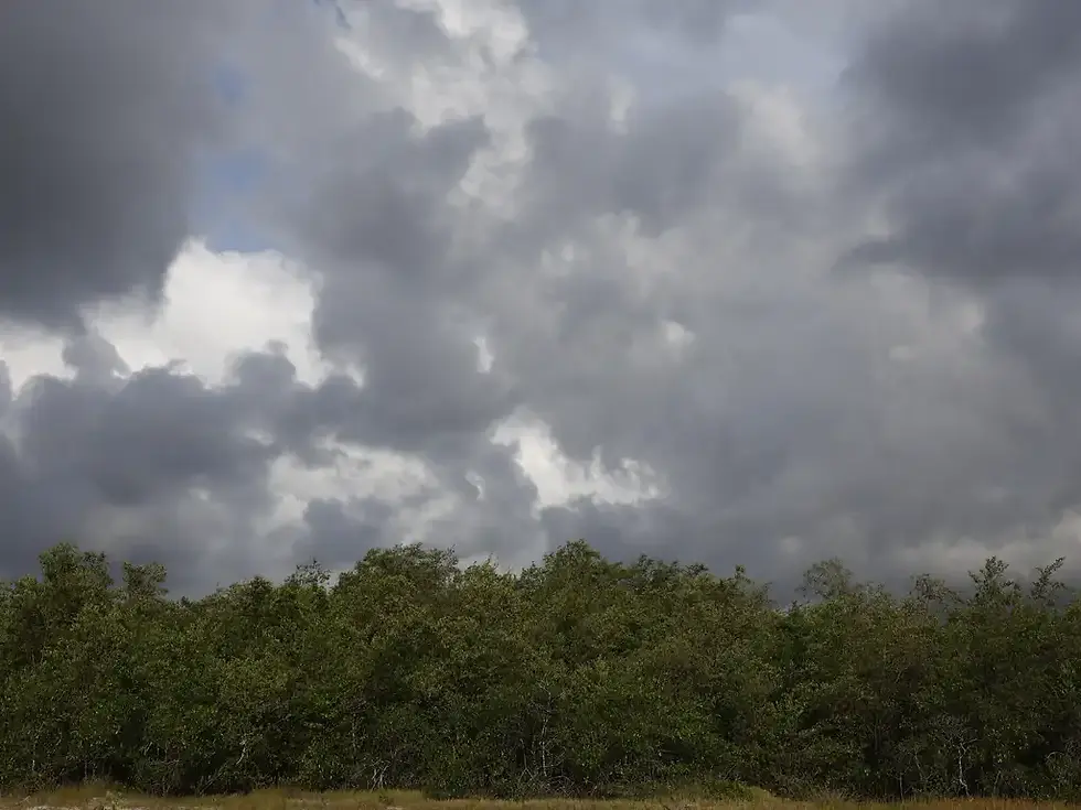 Foto com mangue na Amazônia com nuvens cinzas. A foto é de autoria de Fernando Brasão, da Agência Brasil