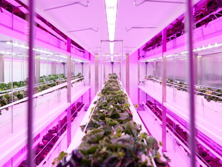 Unlock the extraordinary potential of light ft. Philip grow light