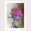 Thumbnail: 'Rose 1' Impression Giclée