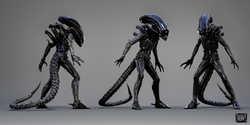 Xenomorph