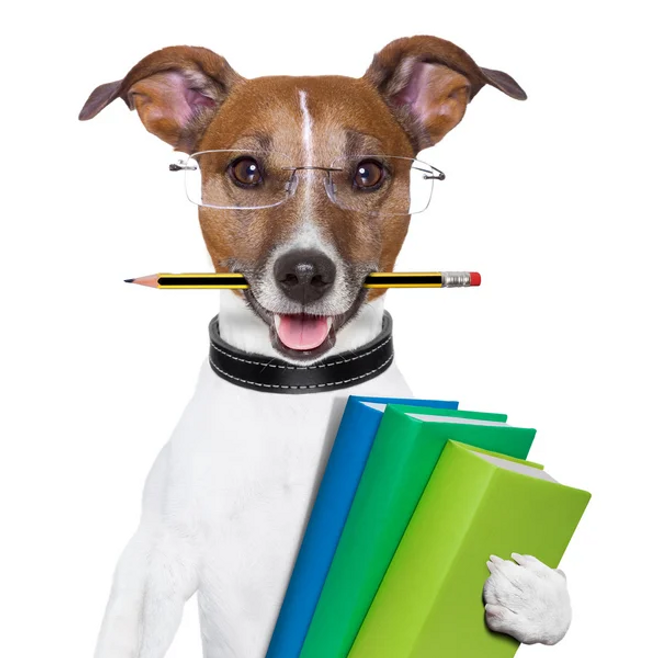 Screenshot 2025-09-03 at 10-27-59 rentrée des classes chiens - Recherche Google.png