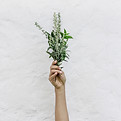 Herbs