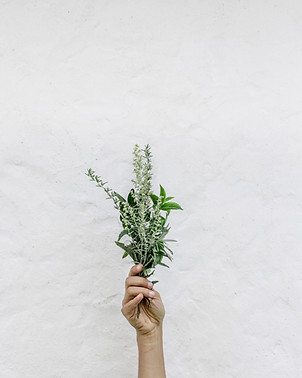 Herbs, herb garden, fresh, lavender, basil, oregano, local