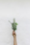Herbs