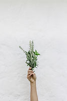 Herbs