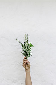 Herbs