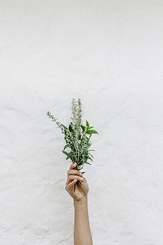 Herbs