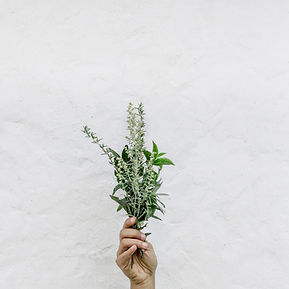 Erbe aromatiche