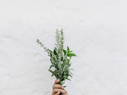 Mint, the herb