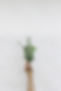 Herbs