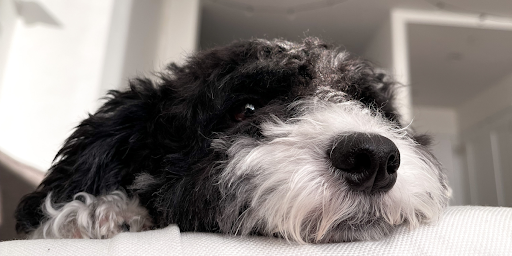 Living With a Bernedoodle in a Suburban Neighborhood