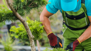 a gardener tending to a tree