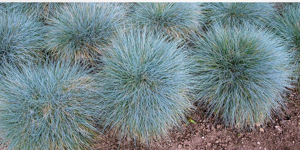 blue fescue