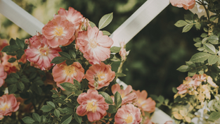 delicate roses climbing a white trellis