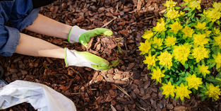 a gardener mulching a flower bed