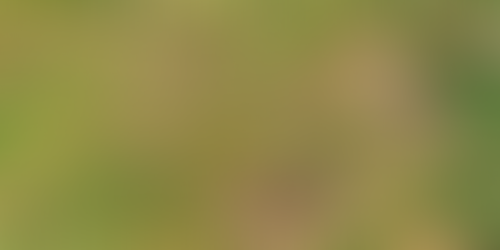 patchy grass
