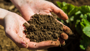 soil in woman's hands