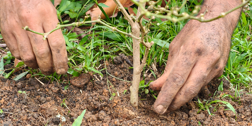 man planting directly on the ground