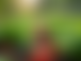 How to Build a Thriving Vegetable Garden at Home