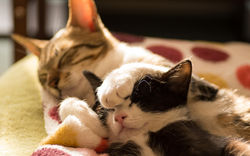 cat-sleep-kitten