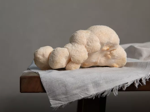 Maximizing Lion's Mane Benefits: Powerful Bioactives from Entire Fruiting bodies & mycelium