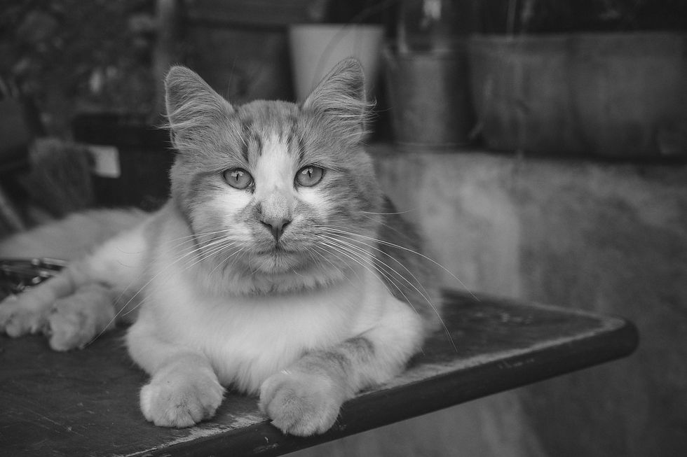 Gimli