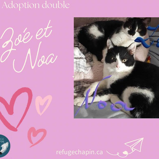 adoption double chat québec refuge