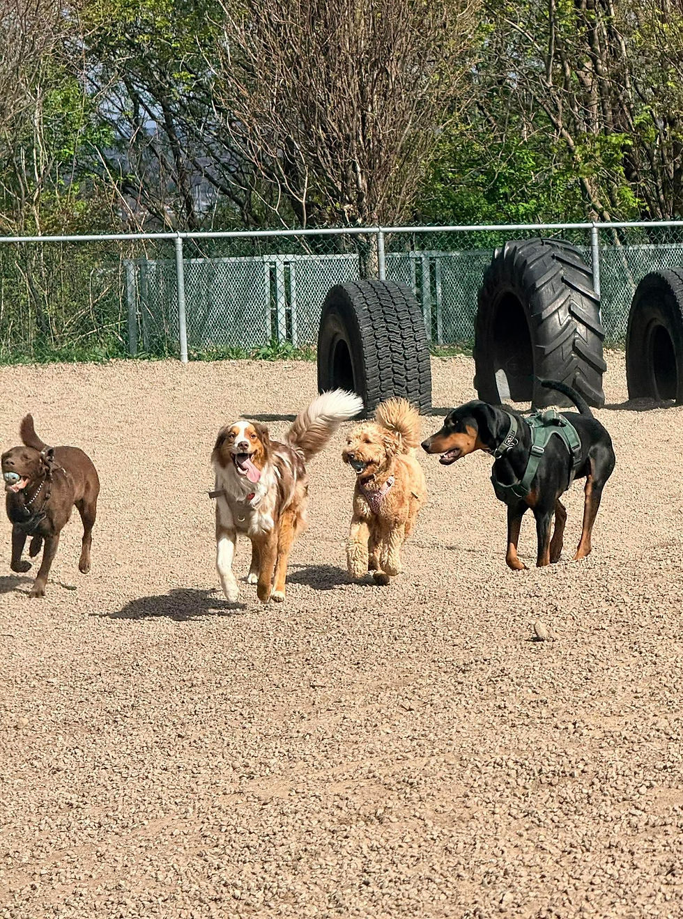 Chiens qui s'amusent québec