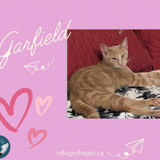 chat roux adoption québec refuge