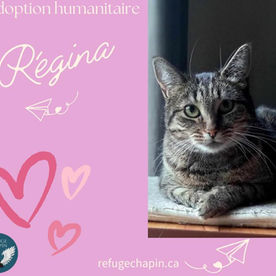 adoption humanitaire québec refuge chatte