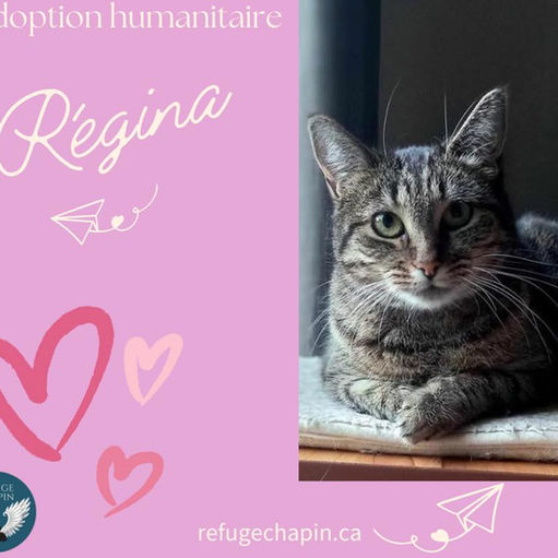 adoption humanitaire québec refuge chatte