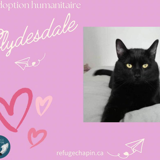 Adoption humanitaire chat noir gratuit refuge québec