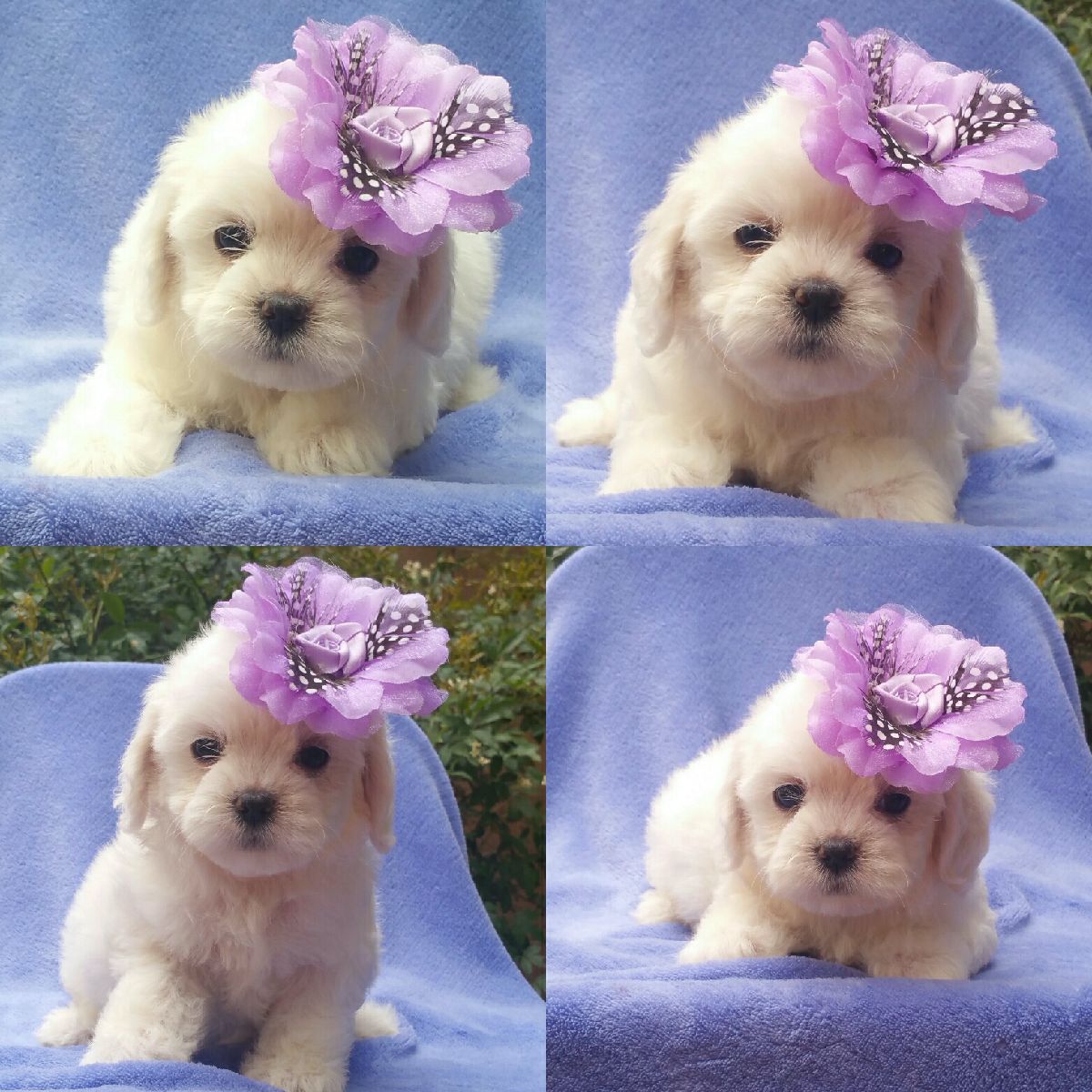 Shih Tzu, Shihpoo & Maltipoo Puppies for Sale Las Vegas NV