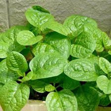 arugula.jpg