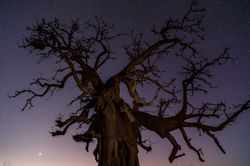 Reaching to the night