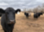 cows.jpg