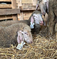 UN WEEK-END TRÈS ÉPROUVANT : PLUS DE 500 VIES SAUVÉES