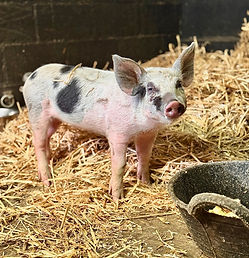 UN PORCELET EN GUISE DE MASCOTTE DANS UN CAMP SCOUT
