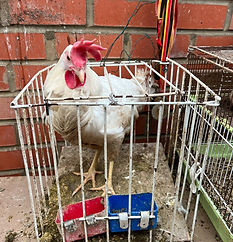 SAUVETAGE D'EXCEPTION : 100 ANIMAUX EN CAGES