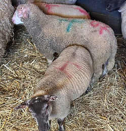 ABATTAGE CLANDESTIN : 16 MOUTONS ET 10 LAPINS SAISIS À TOURNAI