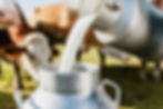 Milch wird von einer Kanne in die andere gegossen, im Hintergrund Kühe